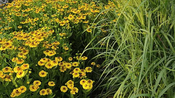 511028 - Sneezeweed (Helenium Zimbelstern)