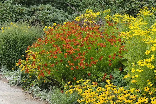 487119 - Sneezeweeds (Helenium) and cone flowers (Rudbeckia)