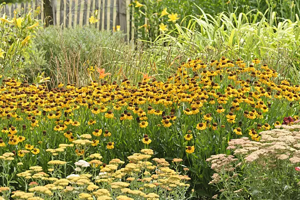 486177 - Sneezeweeds (Helenium) and yarrows (Achillea)