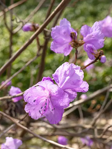 447008 - Snow azalea (Rhododendron mucronulatum)