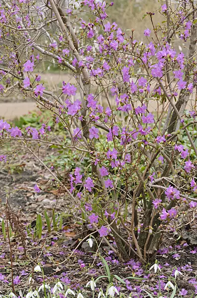 530013 - Snow azalea (Rhododendron mucronulatum)