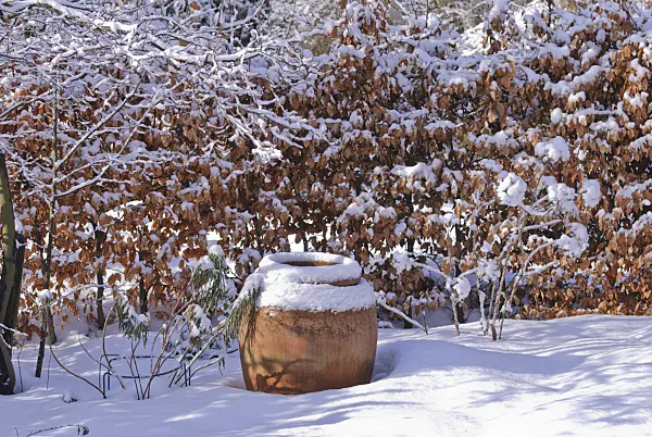 488152 - Snow-covered large plant pot in front of a leafy beech hedge in a sunny winter garden