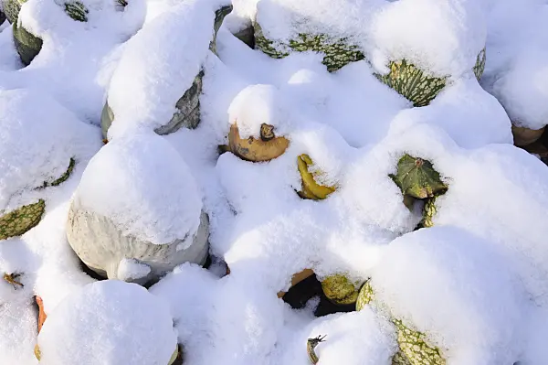 466099 - Snow-covered pumpkins