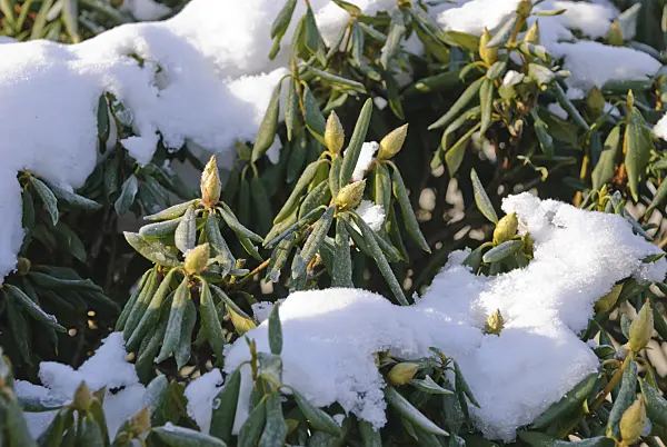 488154 - Snow-covered rhododendron with rolled-up leaves