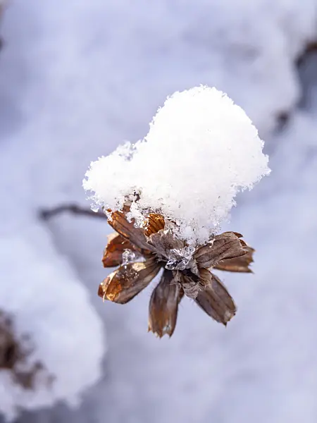 434024 - Snow-covered seed head