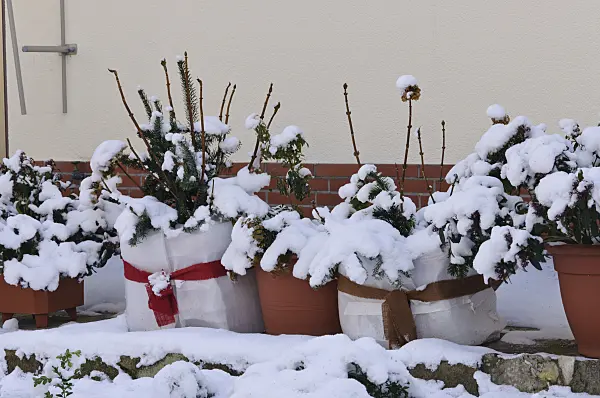 468008 - Snow-covered shrubs in tubs with winter protection