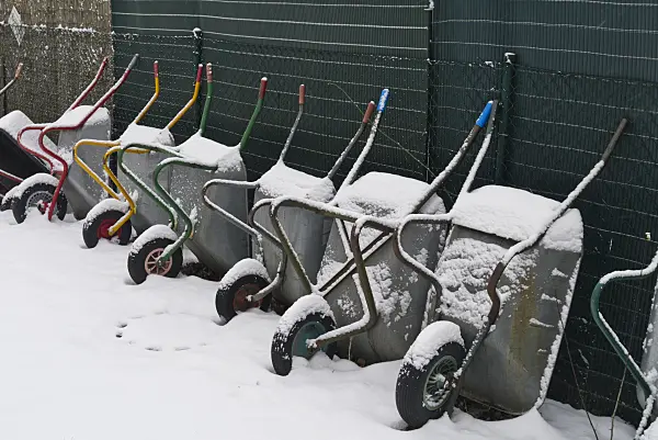 529003 - Snow-covered wheelbarrows leaning upright against a garden fence