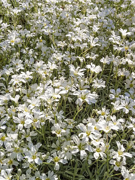 413052 - Snow-in-summer (Cerastium tomentosum)