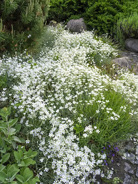 460123 - Snow-in-summer (Cerastium tomentosum)