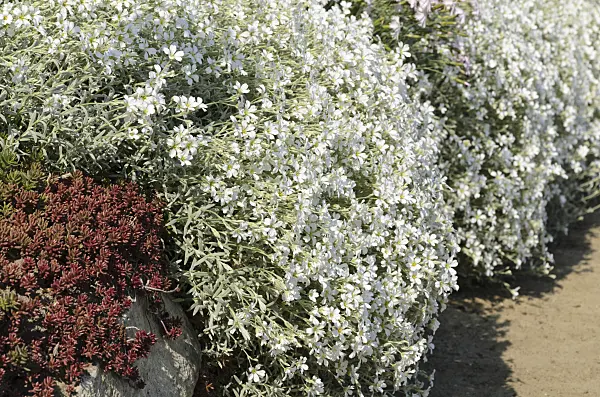 496195 - Snow-in-summer (Cerastium tomentosum)