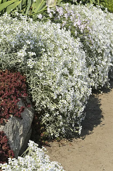 496196 - Snow-in-summer (Cerastium tomentosum)
