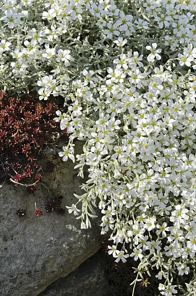 496198 - Snow-in-summer (Cerastium tomentosum)