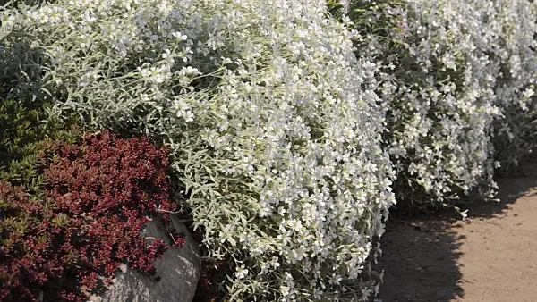 496216 - Snow-in-summer (Cerastium tomentosum)