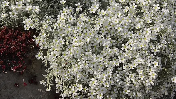 496218 - Snow-in-summer (Cerastium tomentosum)