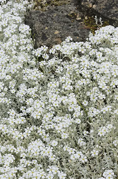 521195 - Snow-in-summer (Cerastium tomentosum)