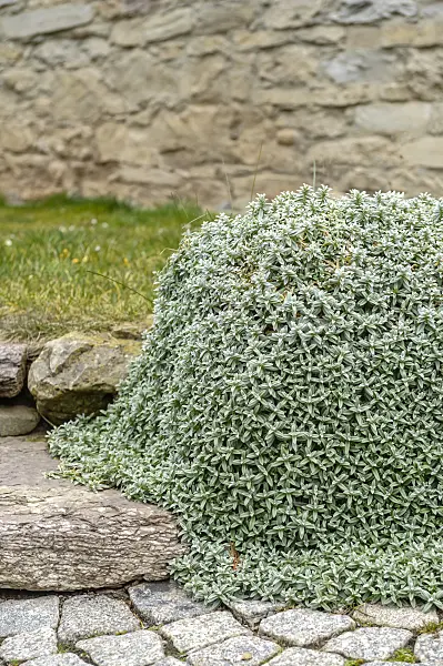 593047 - Snow-in-summer (Cerastium tomentosum)