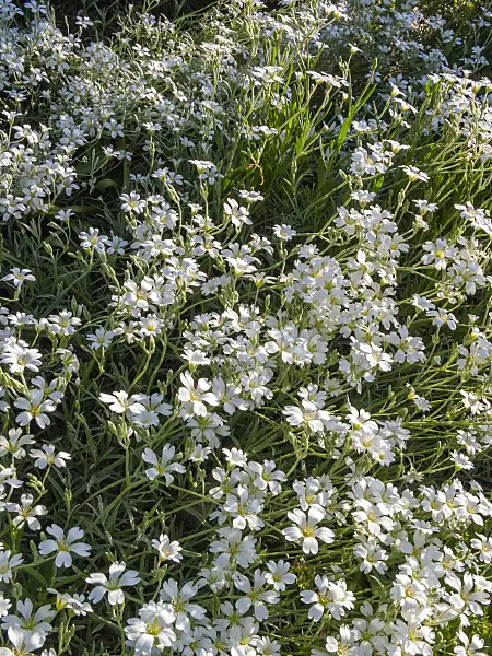 401260 - Snow-in-summer (Cerastium tomentosum var. columnae)