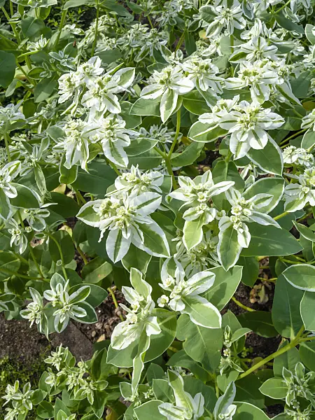 427269 - Snow on the mountain (Euphorbia marginata)