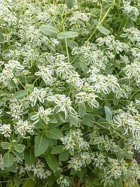 440222 - Snow on the mountain (Euphorbia marginata)