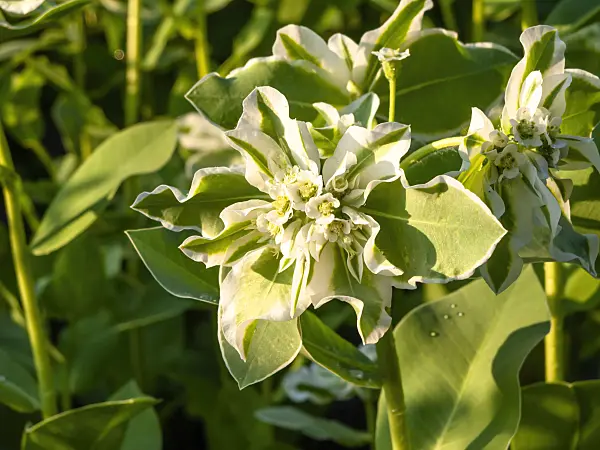 462189 - Snow on the mountain (Euphorbia marginata)