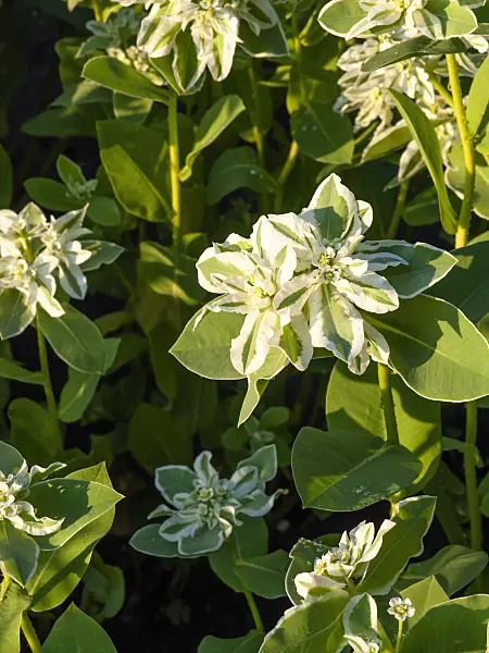 462190 - Snow on the mountain (Euphorbia marginata)