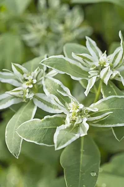 510041 - Snow on the mountain (Euphorbia marginata)