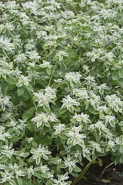 558347 - Snow on the mountain (Euphorbia marginata)