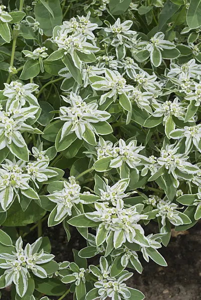 558348 - Snow on the mountain (Euphorbia marginata)