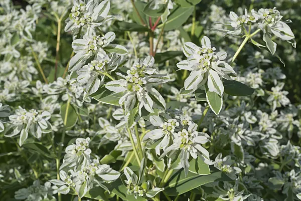 595007 - Snow on the mountain (Euphorbia marginata)