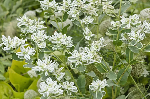 524077 - Snow on the mountain (Euphorbia marginata 'Eiszapfen')