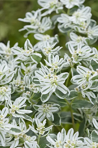 524078 - Snow on the mountain (Euphorbia marginata 'Eiszapfen')