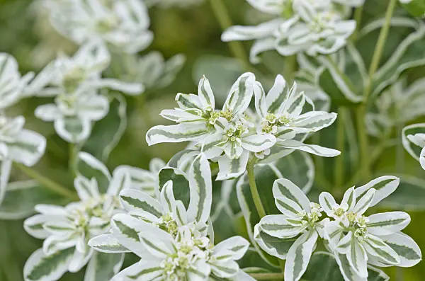 524079 - Snow on the mountain (Euphorbia marginata 'Eiszapfen')