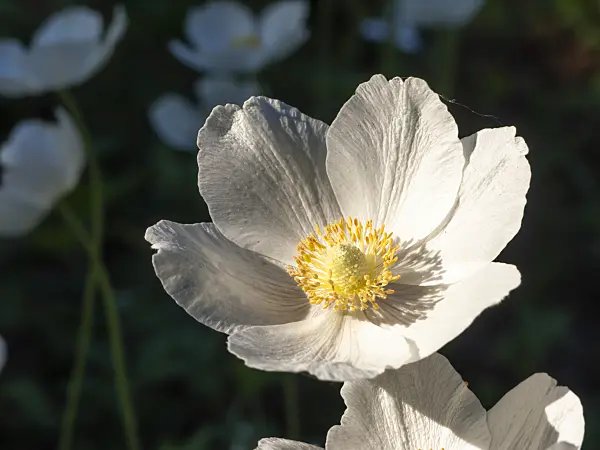 448068 - Snowdrop anemone (Anemone sylvestris)