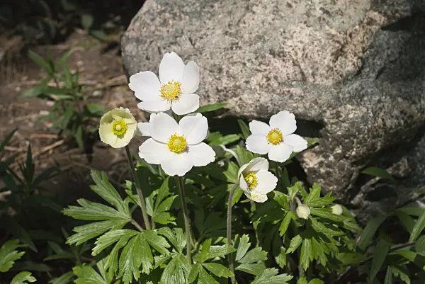 556100 - Snowdrop anemone (Anemone sylvestris)