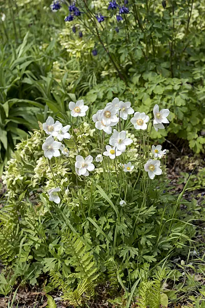 651066 - Snowdrop anemone (Anemone sylvestris)