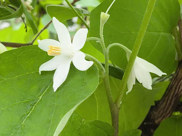 400024 - Snowdrop bush (Styrax officinalis)