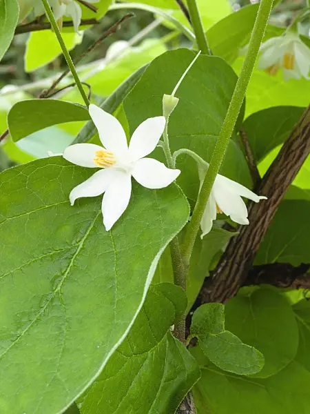 400025 - Snowdrop bush (Styrax officinalis)