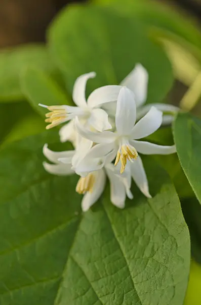 518129 - Snowdrop bush (Styrax officinalis)