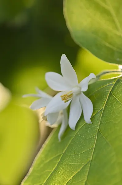 518130 - Snowdrop bush (Styrax officinalis)