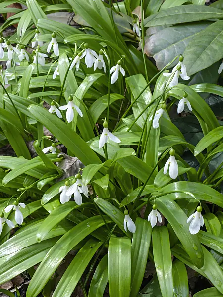 436069 - Snowdrop (Galanthus ikariae)
