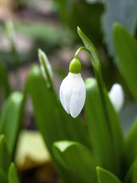 446002 - Snowdrop (Galanthus ikariae)