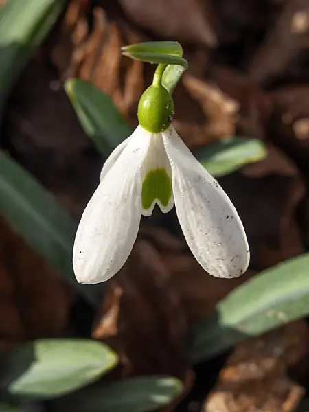 446003 - Snowdrop (Galanthus plicatus)