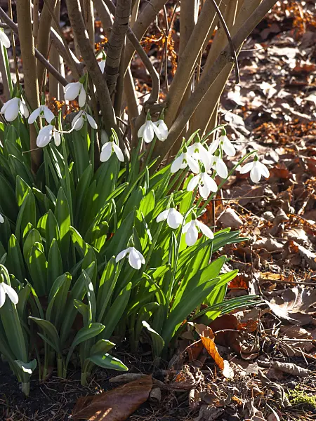 457007 - Snowdrop (Galanthus plicatus)