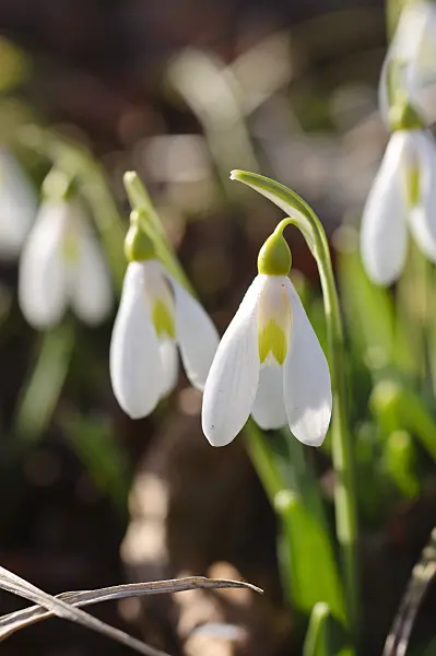 482053 - Snowdrop (Galanthus plicatus)