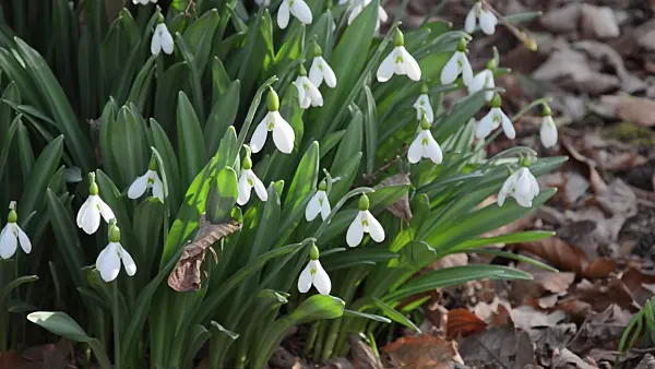 494111 - Snowdrop (Galanthus plicatus)