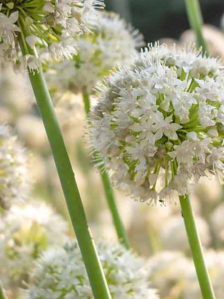415044 - Snowdrop onion (Allium galanthum)