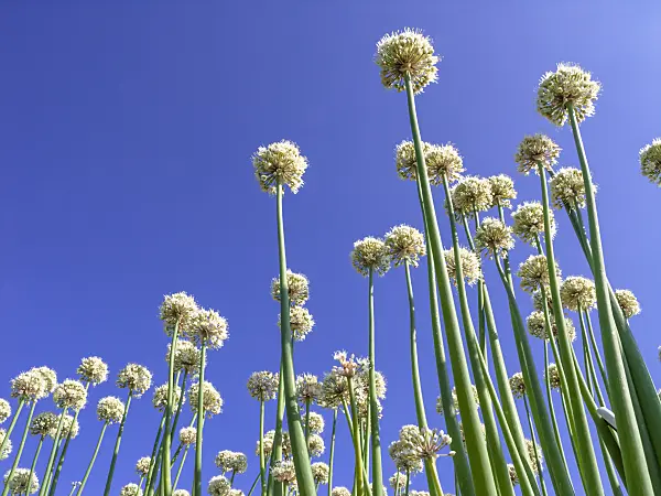 439252 - Snowdrop onion (Allium galanthum)