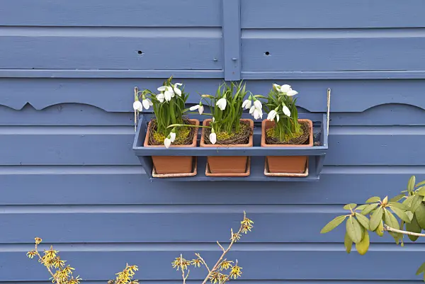 542004 - Snowdrops (Galanthus) in pots in front of a blue wall