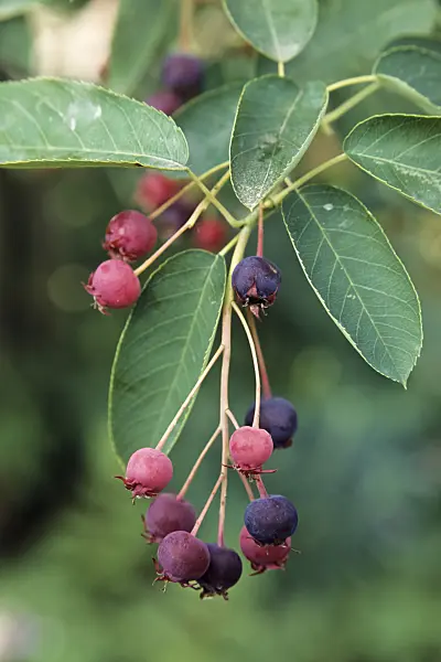 442058 - Snowy mespilus (Amelanchier lamarckii)