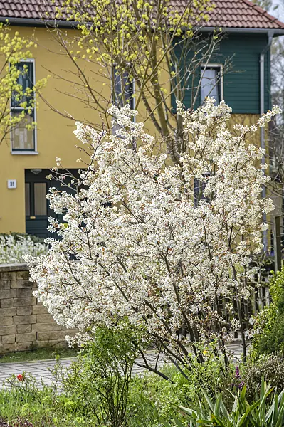 593028 - Snowy mespilus (Amelanchier lamarckii)
